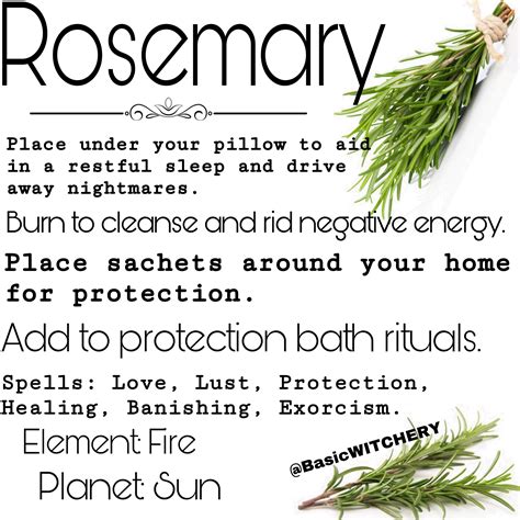 Rosemary: The Herb for Spiritual Cleansing in Witchcraft Rituals